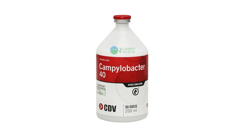 Campylobacter 40